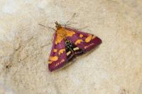 Pyrausta purpuralis