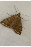 Loxostege sticticalis