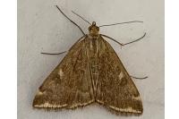 Loxostege sticticalis