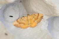 Camptogramma bilineata