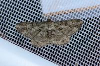 Peribatodes rhomboidaria rhomboidaria
