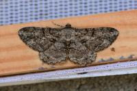 Peribatodes rhomboidaria rhomboidaria
