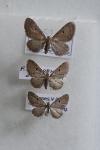Eupithecia absinthiata