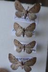 Eupithecia absinthiata