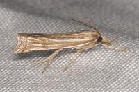 Ancylolomia tentaculella
