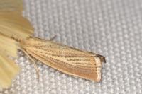 Agriphila straminella