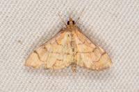 Anania verbascalis