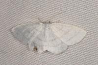 Cabera pusaria
