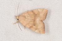 Cosmia trapezina