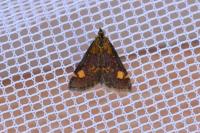 Pyrausta aurata