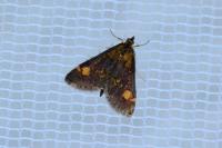 Pyrausta aurata