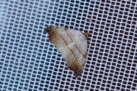 Laspeyria flexula