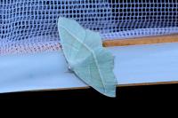 Campaea margaritaria
