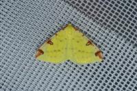 Opisthograptis luteolata