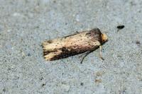 Axylia putris