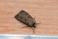 Agrotis exclamationis exclamationis
