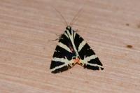 Euplagia quadripunctaria