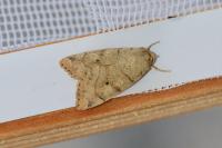 Cosmia trapezina