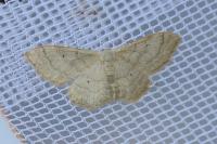Idaea straminata