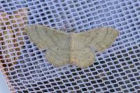 Idaea straminata
