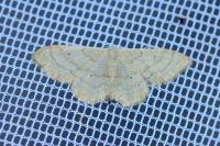 Idaea straminata