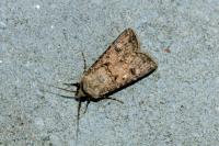Agrotis segetum