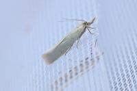 Crambus perlellus