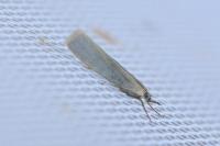 Crambus perlellus