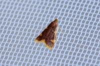 Hypsopygia costalis