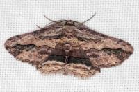 Menophra abruptaria