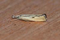 Agriphila inquinatella