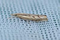 Agriphila geniculea