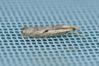 Agriphila geniculea