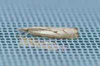 Agriphila geniculea