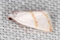 Eublemma pura