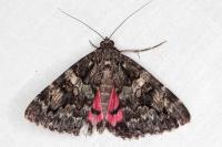 Catocala coniuncta