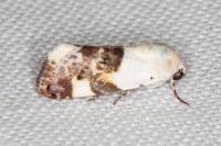 Acontia lucida