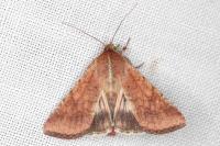 Helicoverpa armigera
