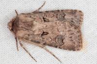 Agrotis bigramma