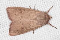 Mythimna ferrago