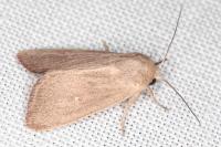 Mythimna sicula