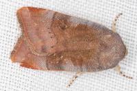 Noctua janthe/janthina