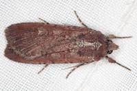 Peridroma saucia