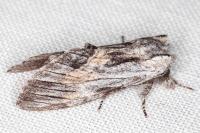 Harpyia milhauseri