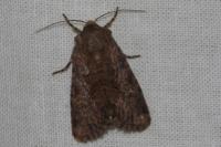 Luperina testacea