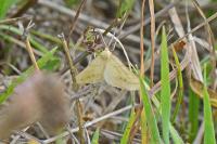 Aspitates ochrearia