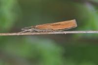 Agriphila tristella