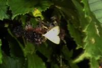 Rivula sericealis