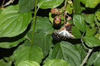 Cydalima perspectalis