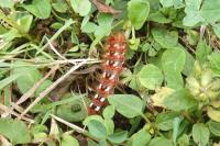 Acronicta rumicis